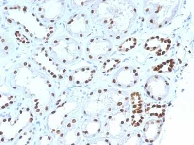 Immunohistochemistry-Paraffin: PAX8 Antibody (PAX8/1492) [NBP2-53371]
