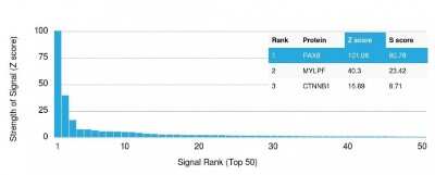 Protein Array: PAX8 Antibody (PAX8/1492) [NBP2-53371]