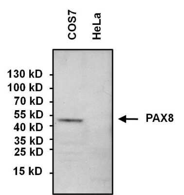 Western Blot: PAX8 Antibody [NBP2-29907]