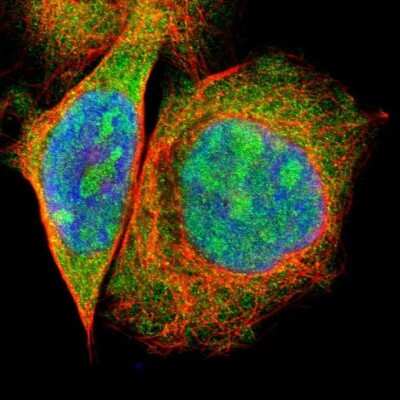Immunocytochemistry/ Immunofluorescence: PBDC1 Antibody [NBP1-82657]