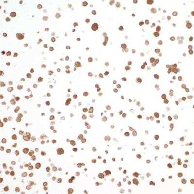 Immunocytochemistry: PBEF/Visfatin/NAMPT Antibody (BLR058F) [NBP2-76368]