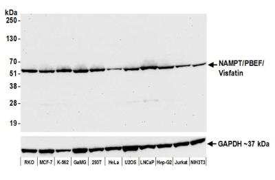 Western Blot: PBEF/Visfatin/NAMPT Antibody (BLR058F) [NBP2-76368]