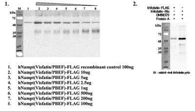 Immunoprecipitation: PBEF/Visfatin/NAMPT Antibody (OMNI379) - Azide and BSA Free [NBP2-80036]