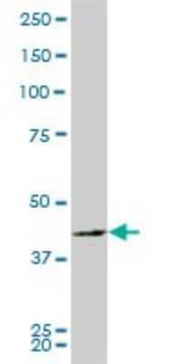 Western Blot: PBK Antibody (2D6) [H00055872-M03]
