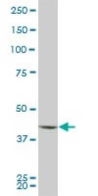 Western Blot: PBK Antibody (2D6) [H00055872-M03]