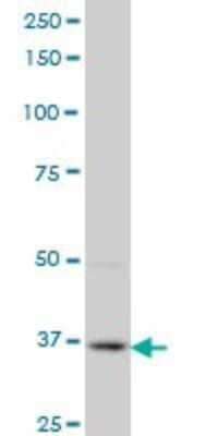 Western Blot: PBK Antibody (3A7) [H00055872-M07]