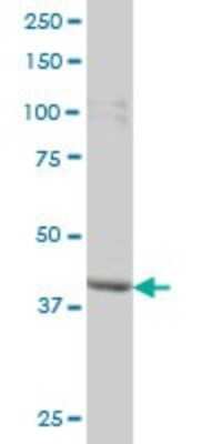 Western Blot: PBK Antibody (3F7) [H00055872-M04]