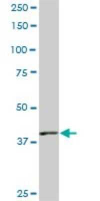 Western Blot: PBK Antibody (3F7) [H00055872-M04]