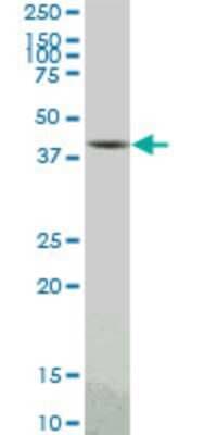 Western Blot: PBK Antibody (3F7) [H00055872-M04]