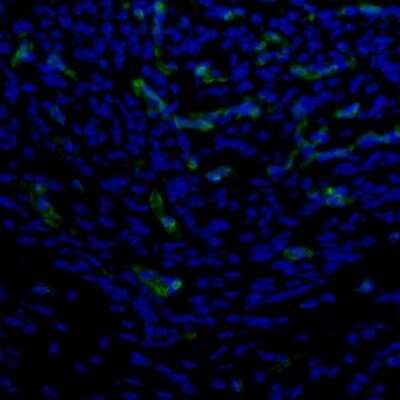 Immunohistochemistry: PBK Antibody [NBP1-84342]