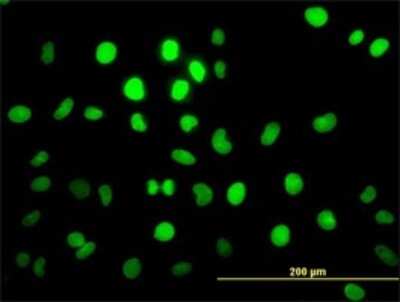 Immunocytochemistry/ Immunofluorescence: PBX2 Antibody (2E9) [H00005089-M01]