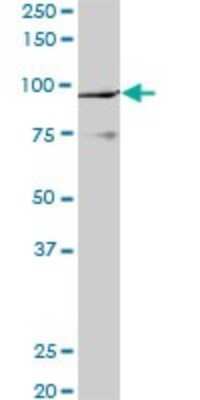 Western Blot: PCAF Antibody (5E5) [H00008850-M06]