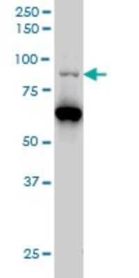 Western Blot: PCAF Antibody (5E5) [H00008850-M06]