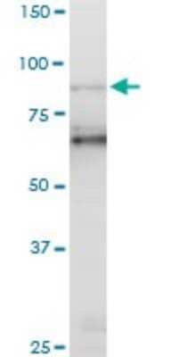 Western Blot: PCAF Antibody (5E5) [H00008850-M06]