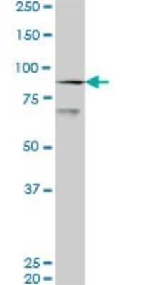 Western Blot: PCAF Antibody (5E5) [H00008850-M06]