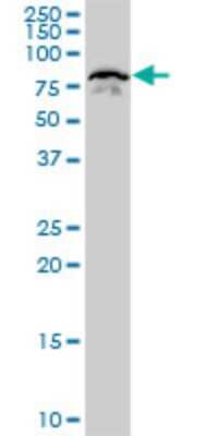 Western Blot: PCAF Antibody (5E5) [H00008850-M06]