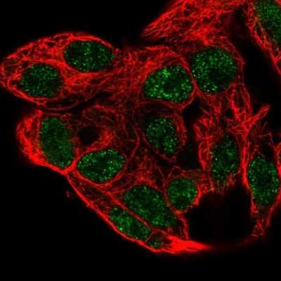 Immunocytochemistry/ Immunofluorescence: PCBD1 Antibody [NBP2-57448]