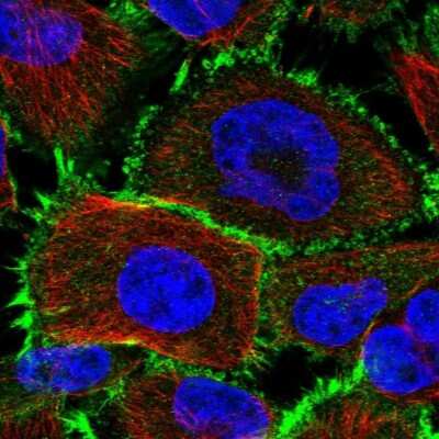 Immunocytochemistry/ Immunofluorescence: PCBD2 Antibody [NBP1-85281]