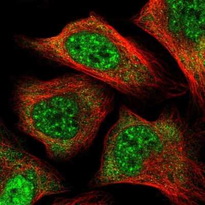 Immunocytochemistry/ Immunofluorescence: PCBP1 Antibody [NBP2-55063]