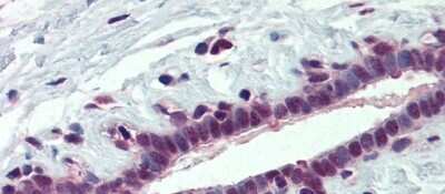 Immunohistochemistry-Paraffin: PCBP1 Antibody [NBP1-80455]
