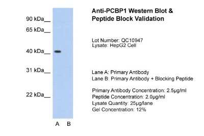 Western Blot: PCBP1 Antibody [NBP1-80454]