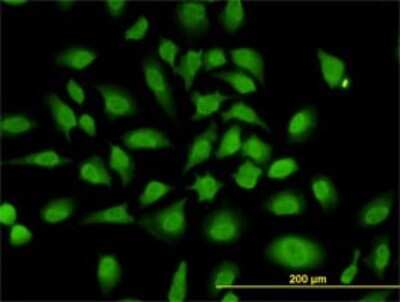 Immunocytochemistry/ Immunofluorescence: PCBP2 Antibody (5F12) [H00005094-M07]