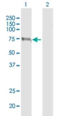 Western Blot: PCCA Antibody [H00005095-B01P]