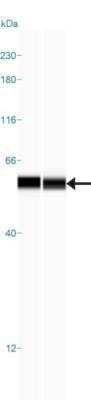 Simple Western: PCCB Antibody [NBP1-85886]