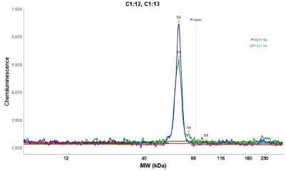 Simple Western: PCCB Antibody [NBP1-85886]