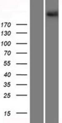 Western Blot: Protocadherin-15 Overexpression Lysate [NBP2-09670]