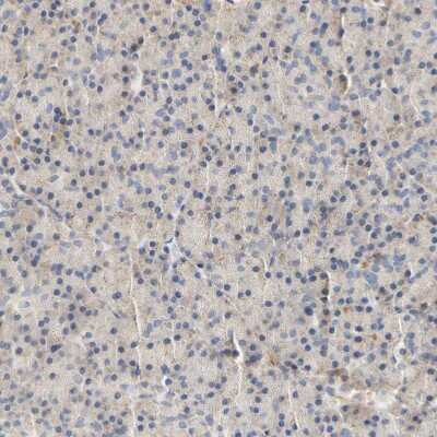 Immunohistochemistry-Paraffin: PCDH7 Antibody [NBP1-88610]