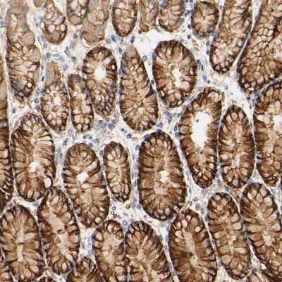 Immunohistochemistry-Paraffin: PCDH7 Antibody [NBP1-88610]
