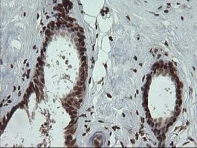 Immunohistochemistry: PCDH7 Antibody (OTI1F7) [NBP2-46340]