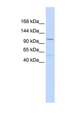 Western Blot: Protocadherin-8 Antibody [NBP1-59228]