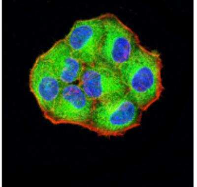 Immunocytochemistry/ Immunofluorescence: PCDH9 Antibody (7G3A2) - BSA Free [NBP2-61772]