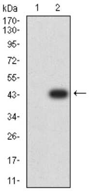Western Blot: PCDH9 Antibody (7G3F7)BSA Free [NBP2-61771]