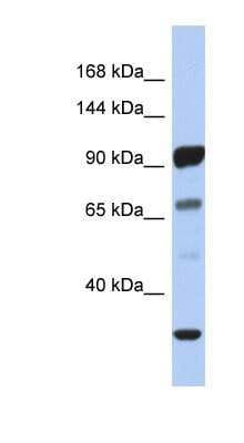 Western Blot: PCDHA10 Antibody [NBP1-59258]