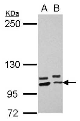 Western Blot: PCDHA10 Antibody [NBP2-19721]