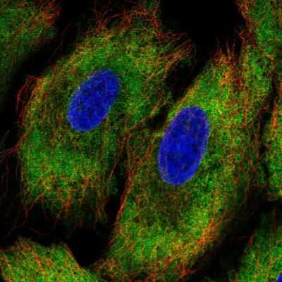 Immunocytochemistry/ Immunofluorescence: PCDHA12 Antibody [NBP2-48645]