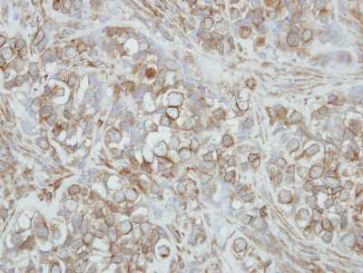 Immunohistochemistry-Paraffin: PCDHA3 Antibody [NBP2-19724]
