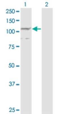 Western Blot: PCDHA7 Antibody (1C7) [H00056141-M08]