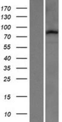 Western Blot: PCDHB14 Overexpression Lysate [NBP2-06776]