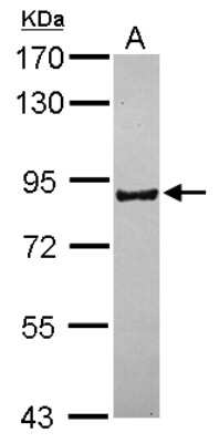 Western Blot: PCDHB16 Antibody [NBP2-19727]