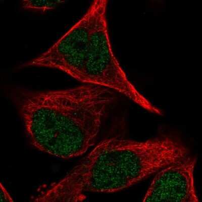 Immunocytochemistry/ Immunofluorescence: PCDHB2 Antibody [NBP2-30922]