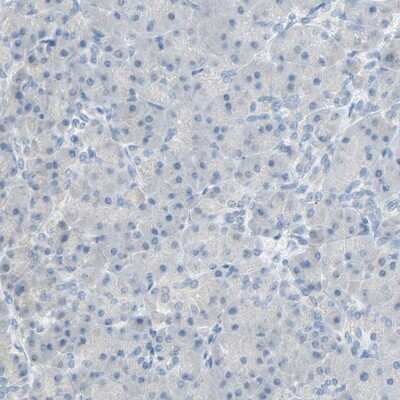 Immunohistochemistry-Paraffin: PCDHB2 Antibody [NBP2-30922]