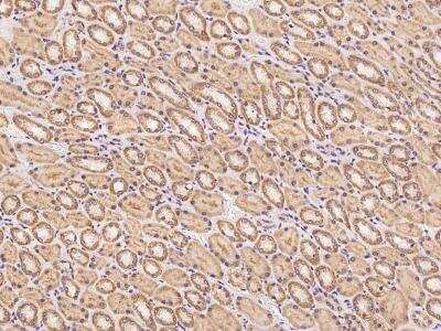 Immunohistochemistry-Paraffin: PCDHB2 Antibody [NBP3-06287]