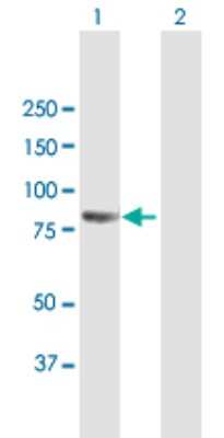 Western Blot: PCDHB2 Antibody [H00056133-B01P]
