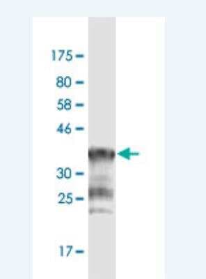 Western Blot: PCDHGA1 Antibody (1D2) [H00056114-M02]