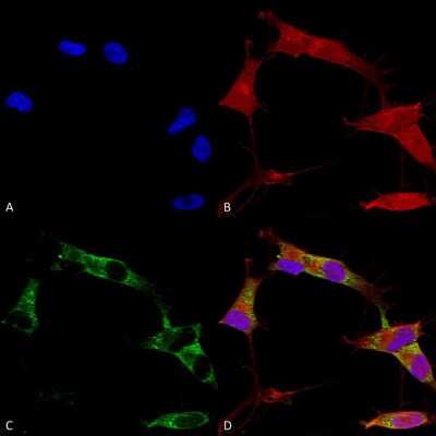Immunocytochemistry/ Immunofluorescence: PCDHGA1 Antibody (S159-5) - Pan Specific [NBP2-42207]