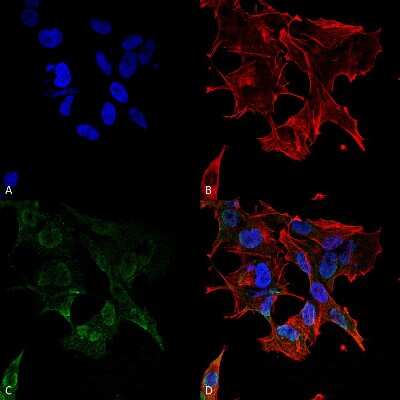 Immunocytochemistry/ Immunofluorescence: PCDHGA1 Antibody (S159-5) - Pan Specific [NBP2-42207]